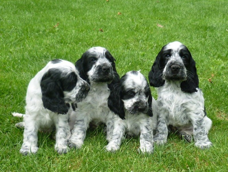 45-Flip, Fant, Fanny, Fred.JPG